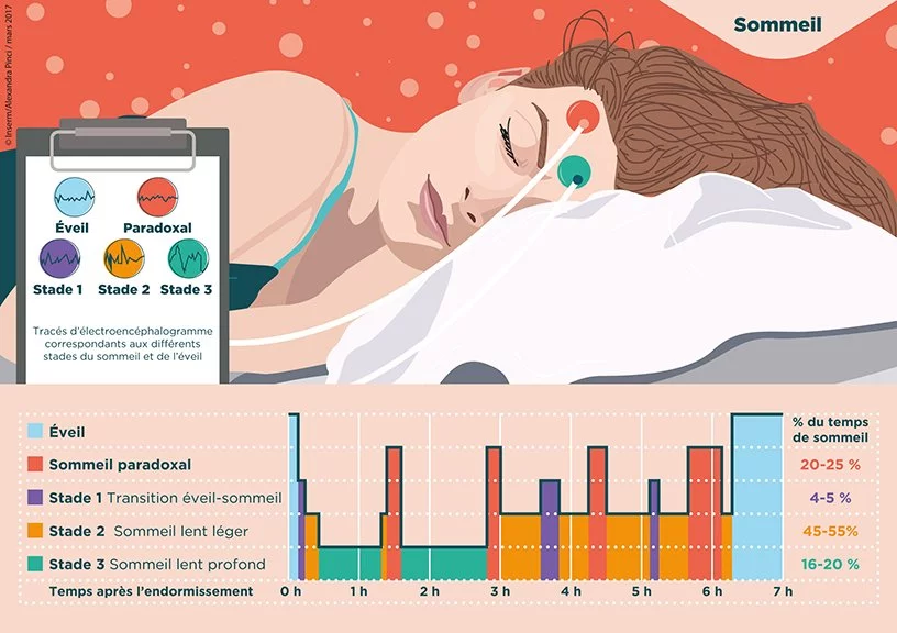 Comprendre les cycles du sommeil
